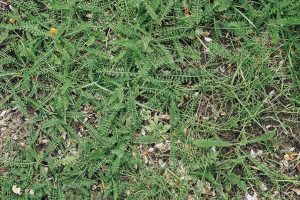 2-rasen-unkraut-entfernen - Gartenblog Hauptstadtgarten