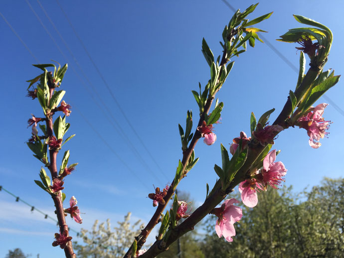 Pfirsichblüte Spätfrost
