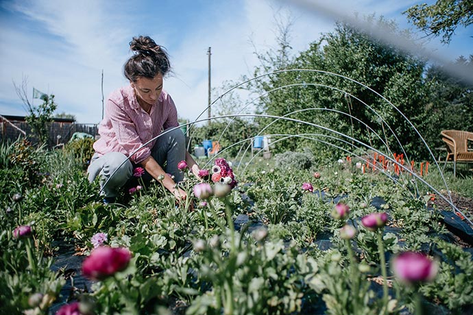 Schnittblumen Beet