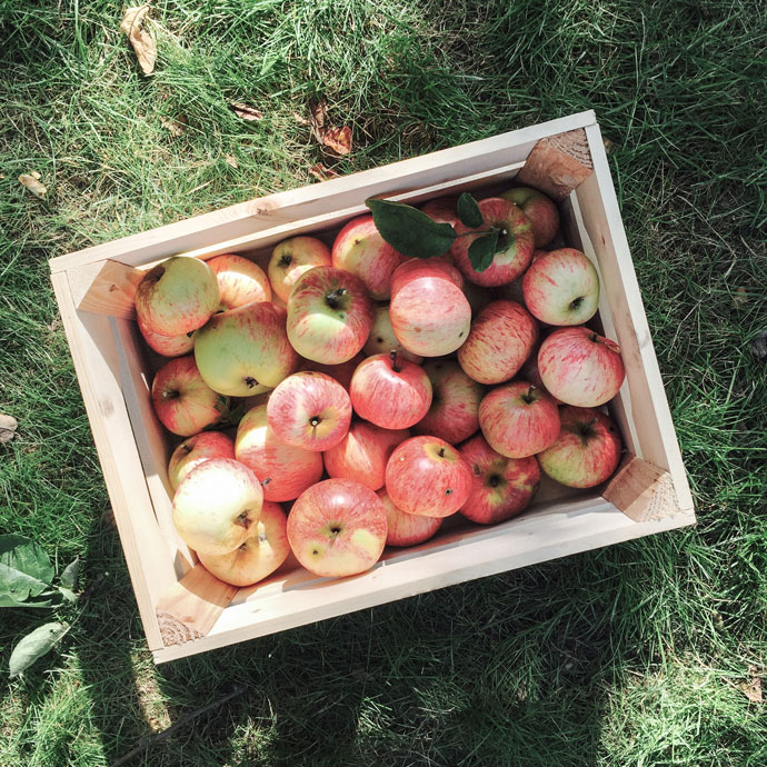 Äpfel aus eigener Ernte