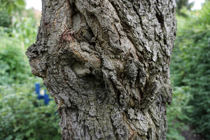 Knorriger alter Pflaumenbaum