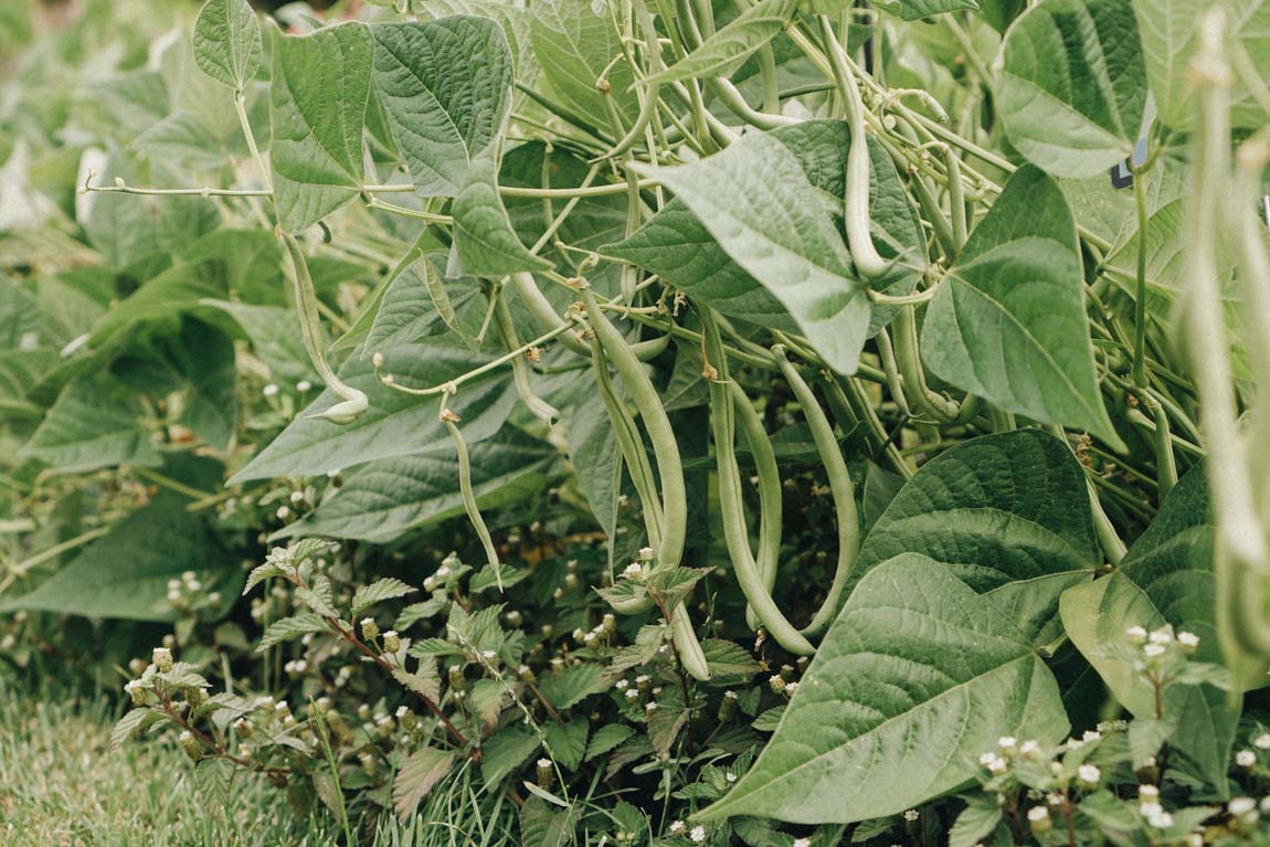 Buschbohnen - pflegeleichtes Gemüse anpflanzen