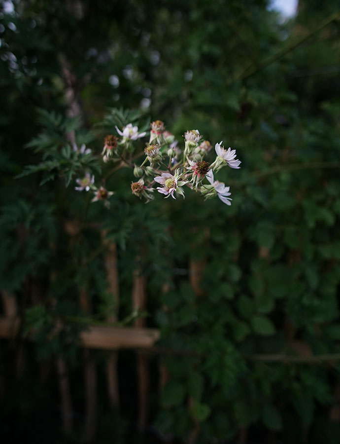 Brombeeren Blüten im Schrebergarten