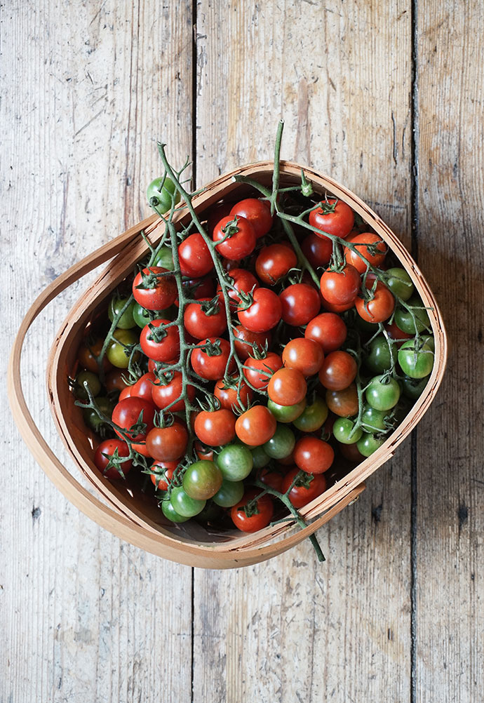 cherry-tomaten-trocknen | Gartenblog Hauptstadtgarten