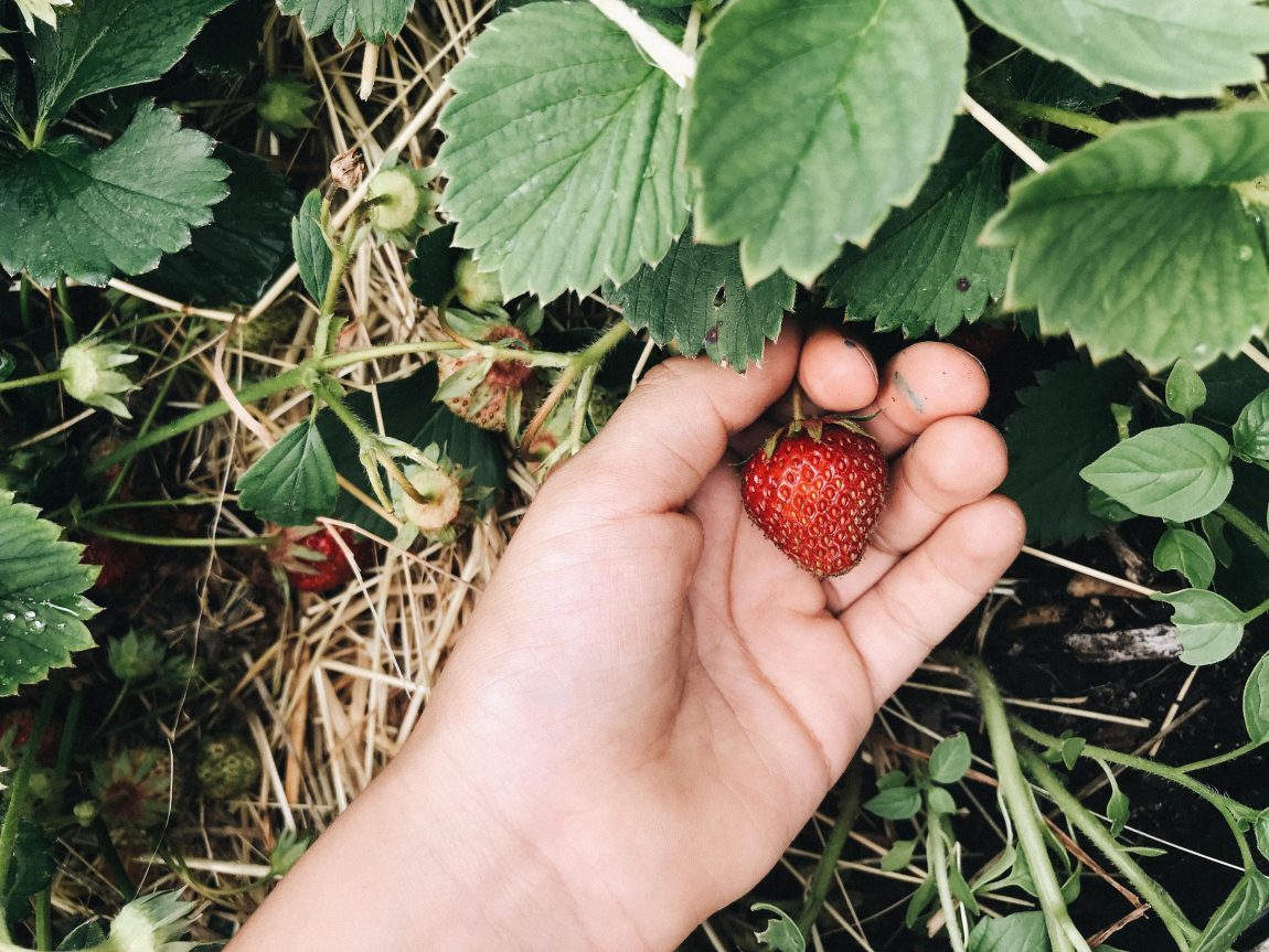 Erdbeeren pflücken