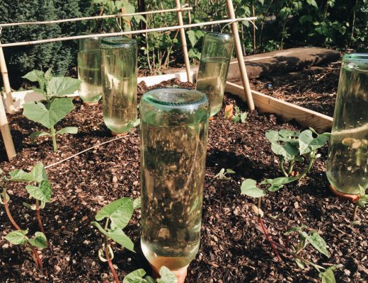 Gartenbeet mit Weinflaschen bewässern