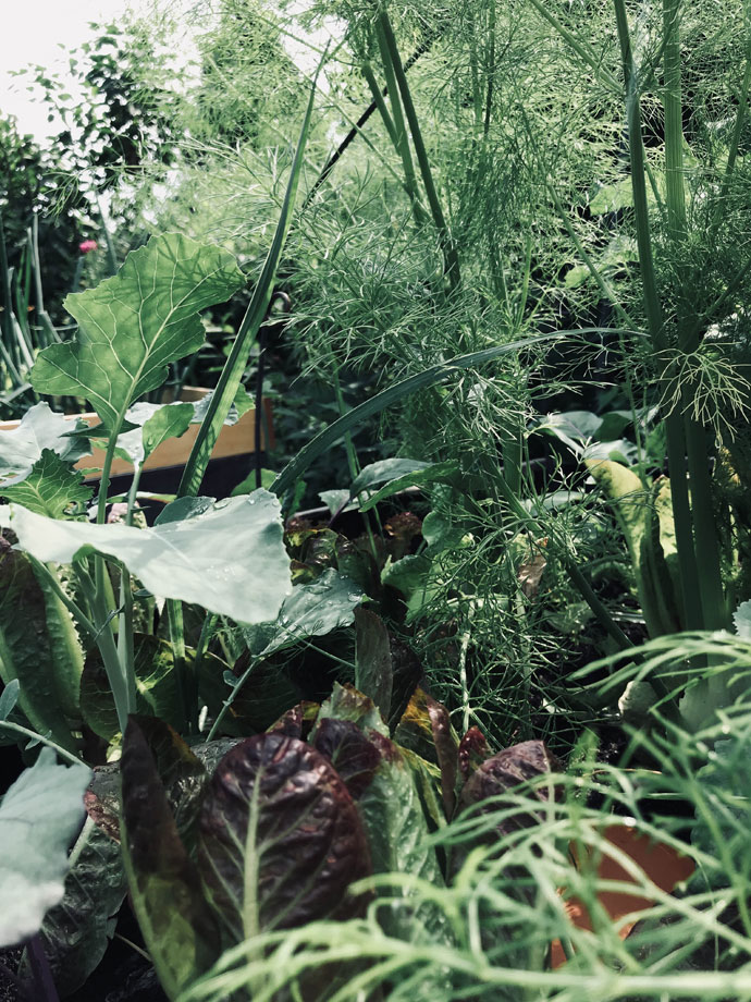 Gemüse im Hochbeet mit Bewässerung mir Tongefäßen