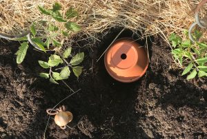 Ollas für die Garten Bewässerung selber machen
