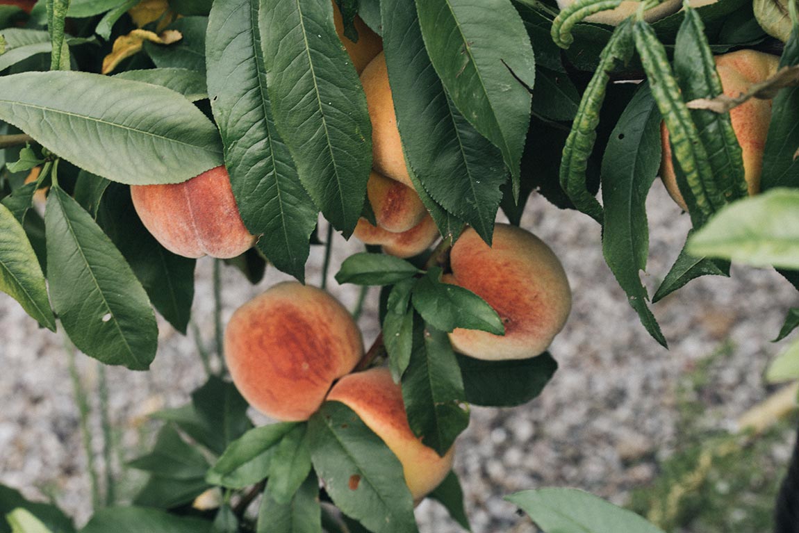 Pfirsichbaum Kräuselkrankheit vermeiden