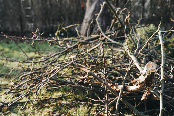 Baumschnitt richtig häckseln