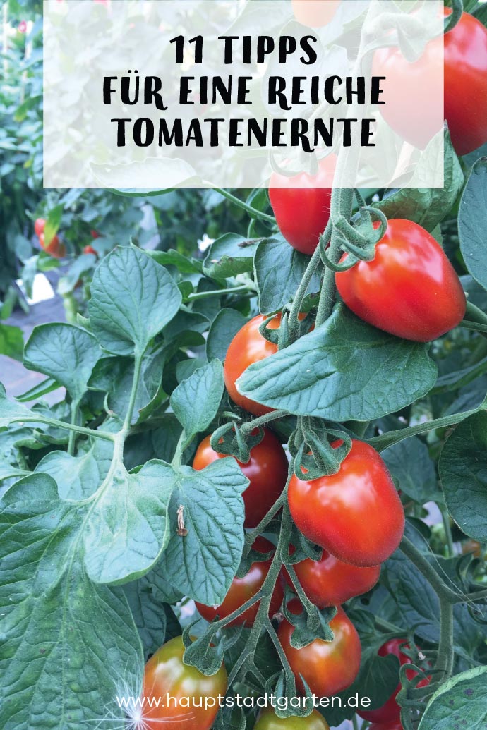Tomaten anpflanzen im Gemüsegarten und Nutzgarten
