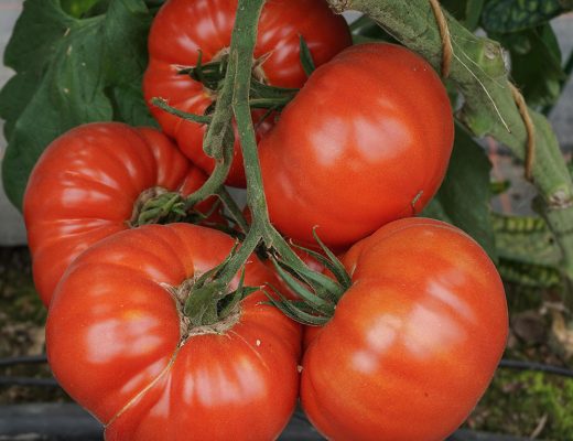11 Tipps, wie der Tomatenanbau gelingt