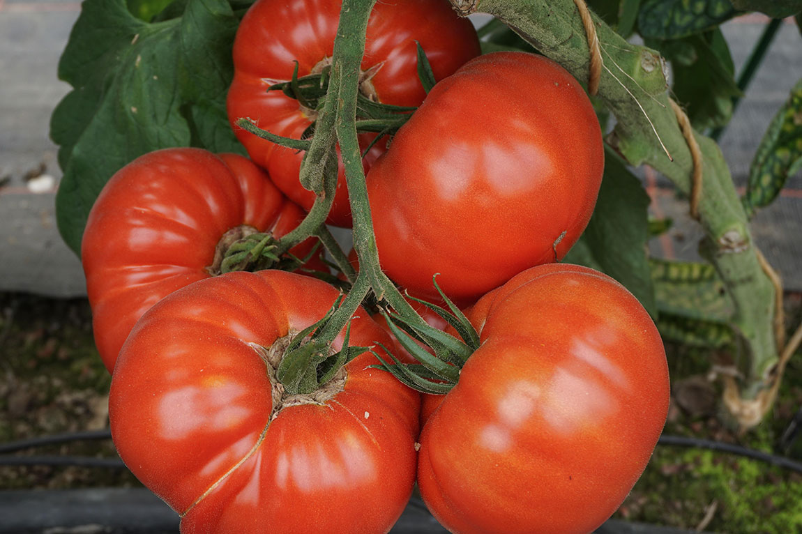 11 Tipps, wie der Tomatenanbau gelingt